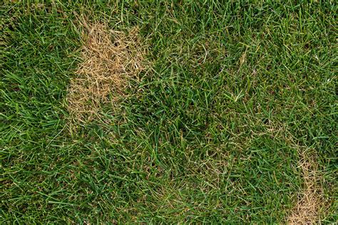 6 Things You Need to Know About Turfgrass Disease