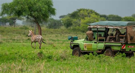 Uganda Wildlife Authority | Verdant Safaris.