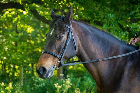 Best Feed for an OTTB: An Art and a Science - Horse Rookie