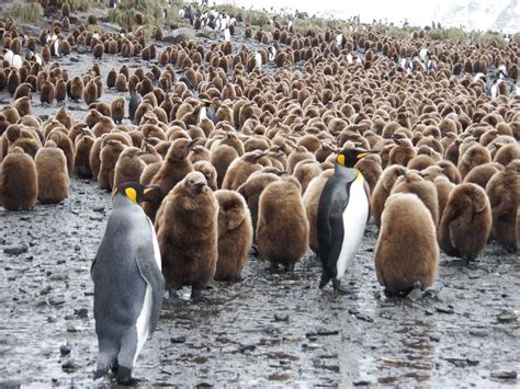 South Georgia Island Penguins | Home