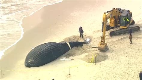 Dead whale washed up on Lido Beach likely killed by boat, scientists ...