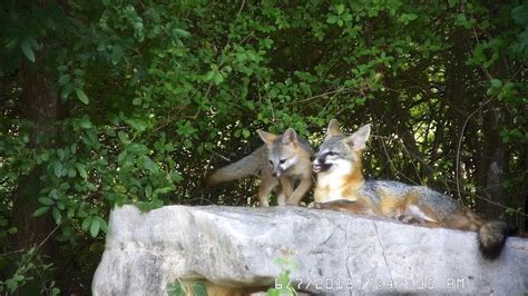 Mama fox with her 2-month-old pups playing on the rocks | Texas Backyard Wildlife