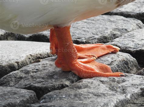 Pata naranja de Pato o pájaro 720291 Stock Photo at Vecteezy