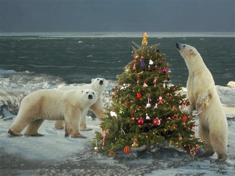 Christmas Animal Wallpaper - WallpaperSafari