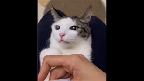 Cute cat stays calm as human gives it eyedrops and a face massage in ...