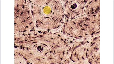 Microscopic Structure of Compact Bone Video - YouTube