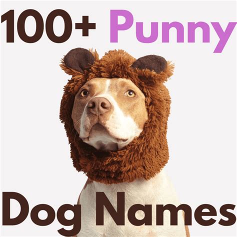 100+ Punny and Funny Dog Names (With Steps to Create More) - PetHelpful