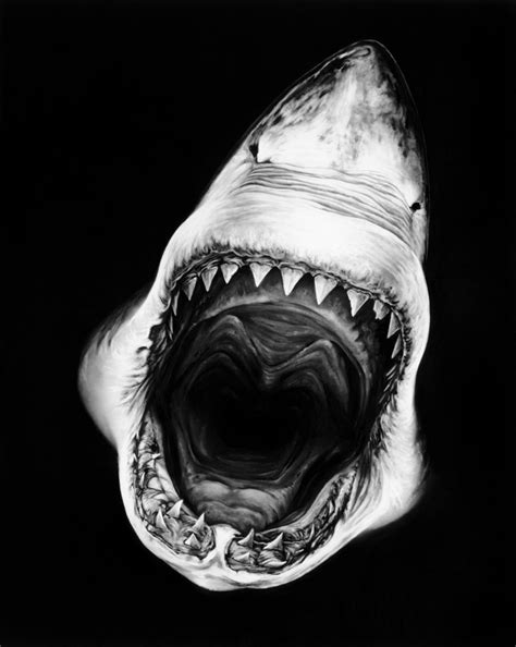 Hyper-Realistic Charcoal Shark Drawings