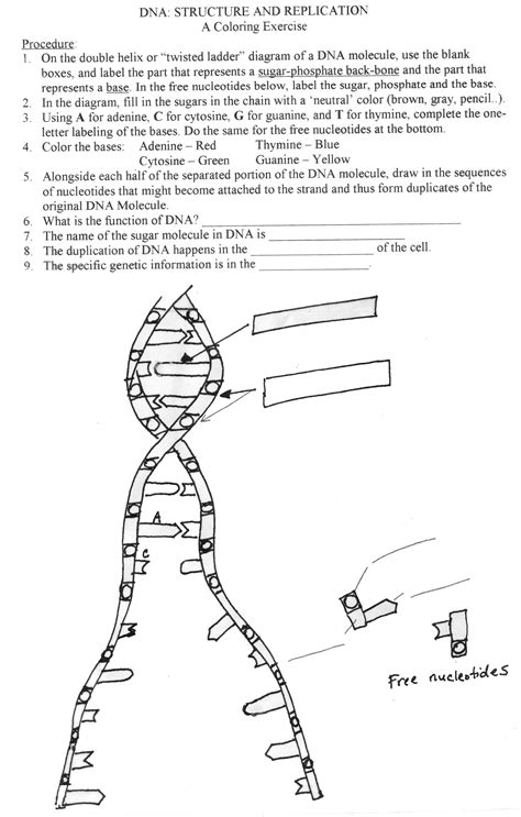 Coloring Worksheet Answer Key Biology ... | Biology worksheet, Text features worksheet ...