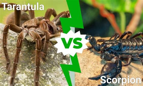 Tarantula VS Scorpion: Who Would Win In A Fight? - IMP WORLD