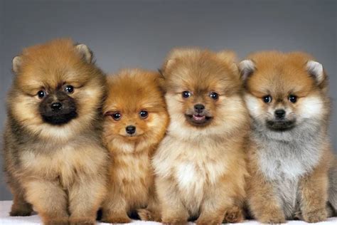 Three Pomeranian puppies — Stock Photo © Laures #5889925