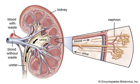 Real Kidney Nephron