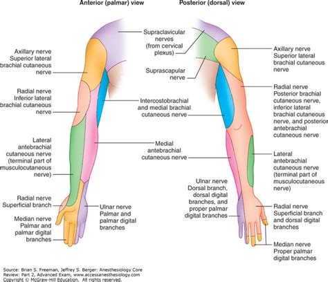 nerves of upper limb - بحث Google‏