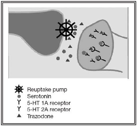 Mechanism of action of trazodone at synaptic level. | Download ...