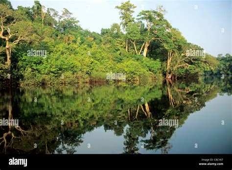 Anavilhanas archipelago, Amazon, Brazil. Rainforest river bank Stock ...