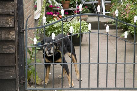 Dog Fence Aggression And How To Prevent It - Pacific Fence & Wire Co.