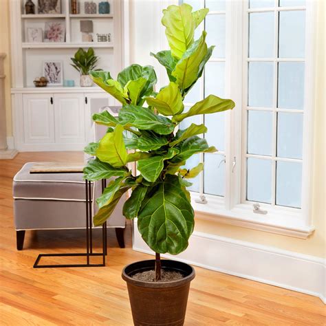 Fiddle Leaf Fig Tree - The Most Popular Indoor Fig Tree- Tall, Live ...