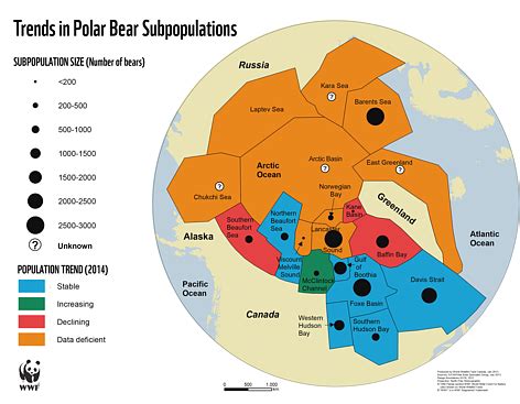 Polar bear status, distribution & population | WWF