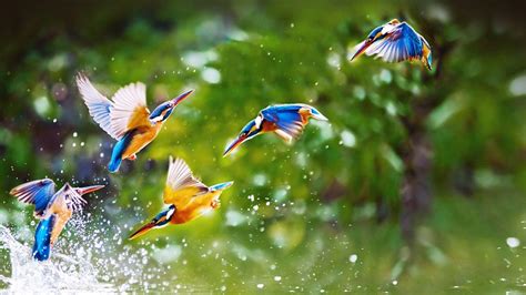 Wildlife Desktop backgrounds birds for nature lovers