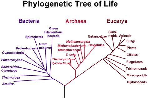 Linnaean Classification Study Guide - Inspirit