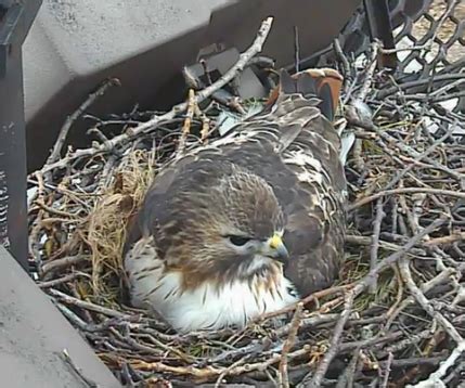 The Greenbelt: Red-tailed hawk nesting