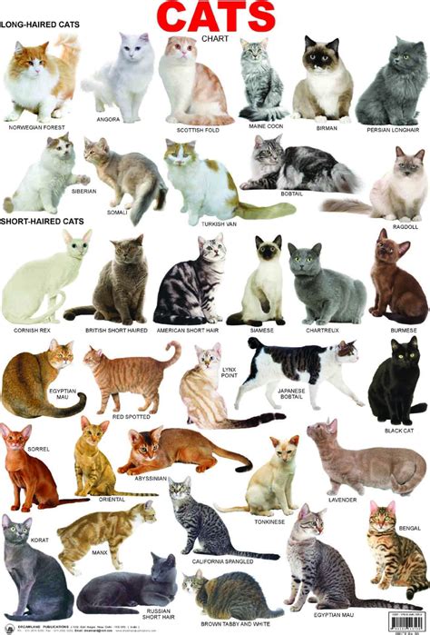 Cat breeds: information, characteristics and behavior | Best cat breeds ...