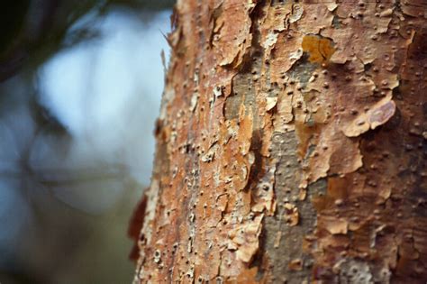 Peeling Bark of Gumbo-Limbo Tree | ClipPix ETC: Educational Photos for Students and Teachers