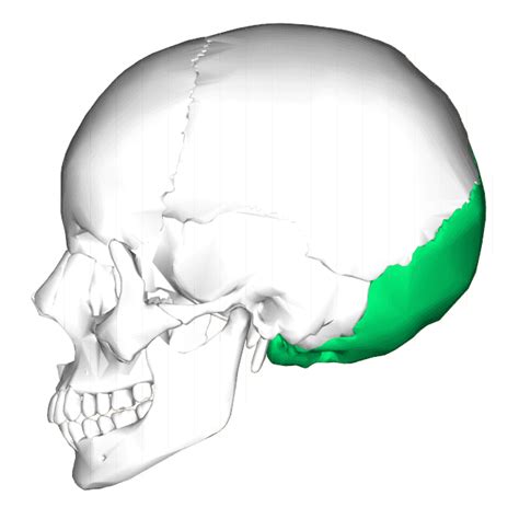 Occipital bone - Wikiwand