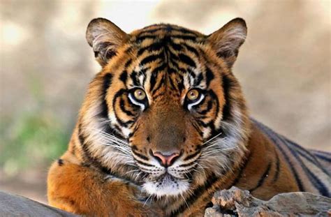 tiger face - Google Search | Tiger pictures, Tiger, Tiger photography