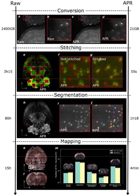 Microscopy preprints – bioimage analysis tools - FocalPlane