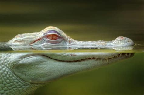 Albino crocodile | Albino animals, Animals wild, Animals