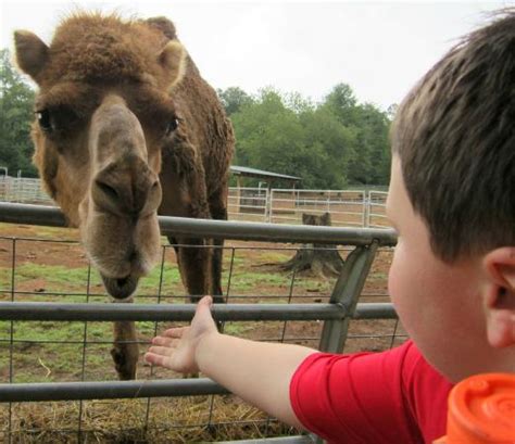 Winter Wonderland Tours North Georgia Zoo January 03rd, 2015 1:00 PM ...