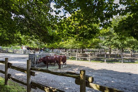 Guide to Visiting Toronto's Riverdale Farm