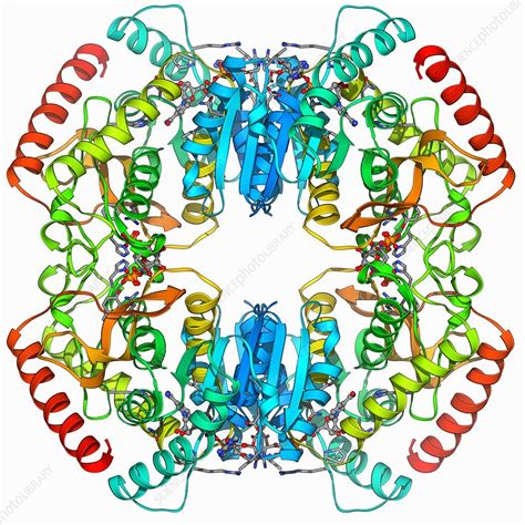 Lactate dehydrogenase enzyme molecule - Stock Image - F006/9411 - Science Photo Library