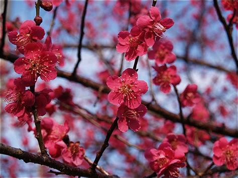 Language of flowers 1 Japanese Ume Plum