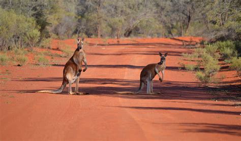 Outback NSW | NSW National Parks