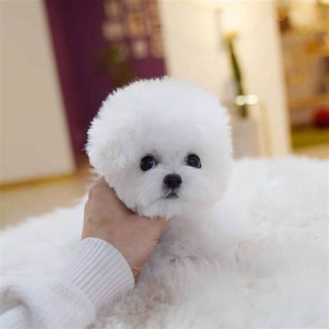 39+ Teacup Bichon Frise Dogs Picture - Bleumoonproductions