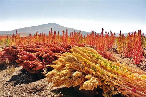 Quinoa hat’s in sich - Eat Grow Change