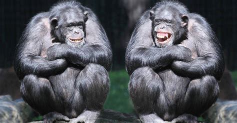 Chimpanzee Teeth: Everything You Need to Know - A-Z Animals