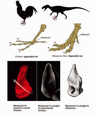 From chicken to dinosaur | Geology Page