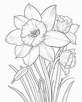 Daffodil Printable Coloring Pages sketch template