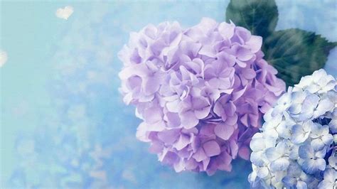 Hydrangea Computer Wallpapers - Wallpaper Cave