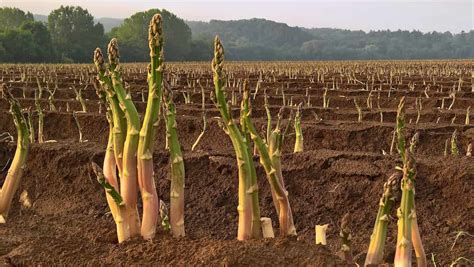 How to Grow Asparagus in USA: Soil, Propagation, Planting, Care, and Farming Tips