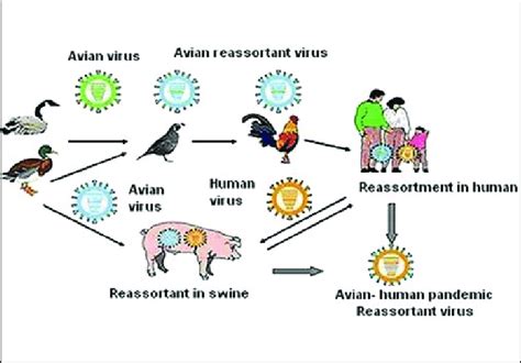 Generation of pandemic influenza strain | Download Scientific Diagram