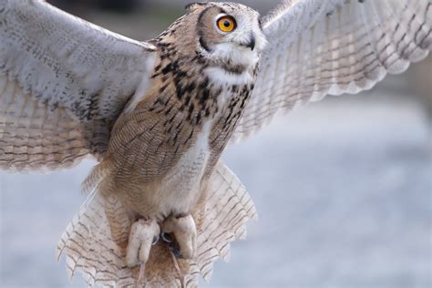 File:Flying owl (6196665220).jpg - Wikimedia Commons