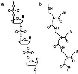 Chemical structure of (a) threose nucleic acid; (b) peptide nucleic... | Download Scientific Diagram