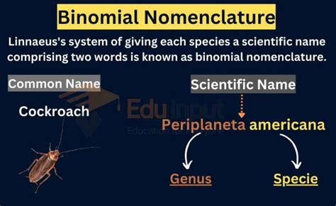 An Overview Of Binomial Nomenclature And Its Rules