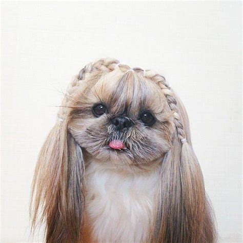 Shih Tzu Puppy | Cute dogs, Shih tzu, Shih tzu puppy