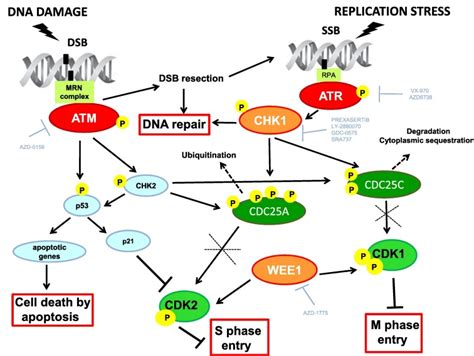 DNA damage response inhibitors: Mechanisms and potential applications in cancer therapy - Cancer ...