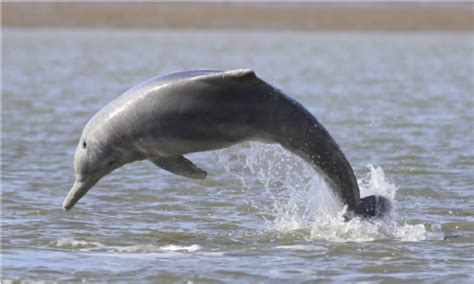 Australian humpback dolphin ( Sousa sahulensis ). Photograph: Fiona... | Download Scientific Diagram